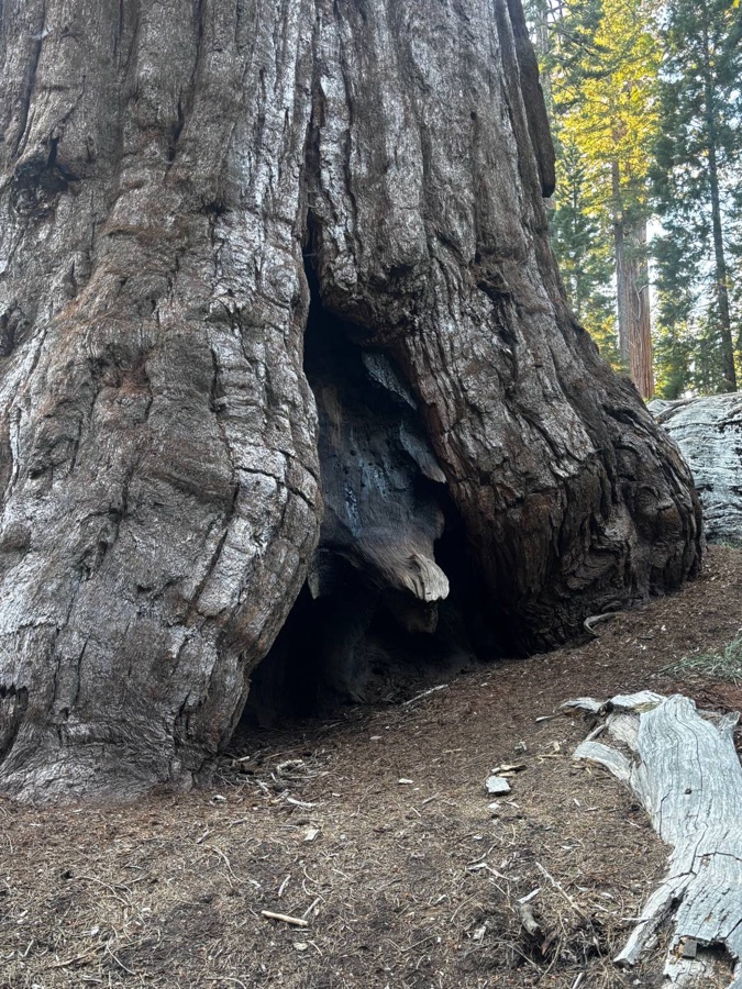A giant sequoia trunk with a hollow where a pale, snout-shaped piece of wood looks like a dragon peeking out